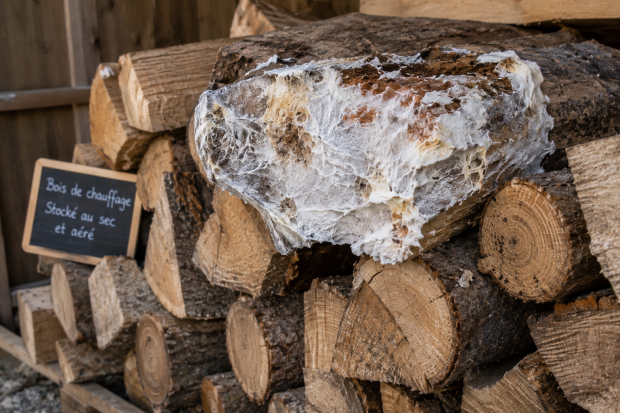Merule sur bois de chauffage